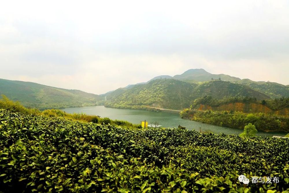 都匀市,都匀毛尖,茶叶,张子全,毛尖镇,茶山