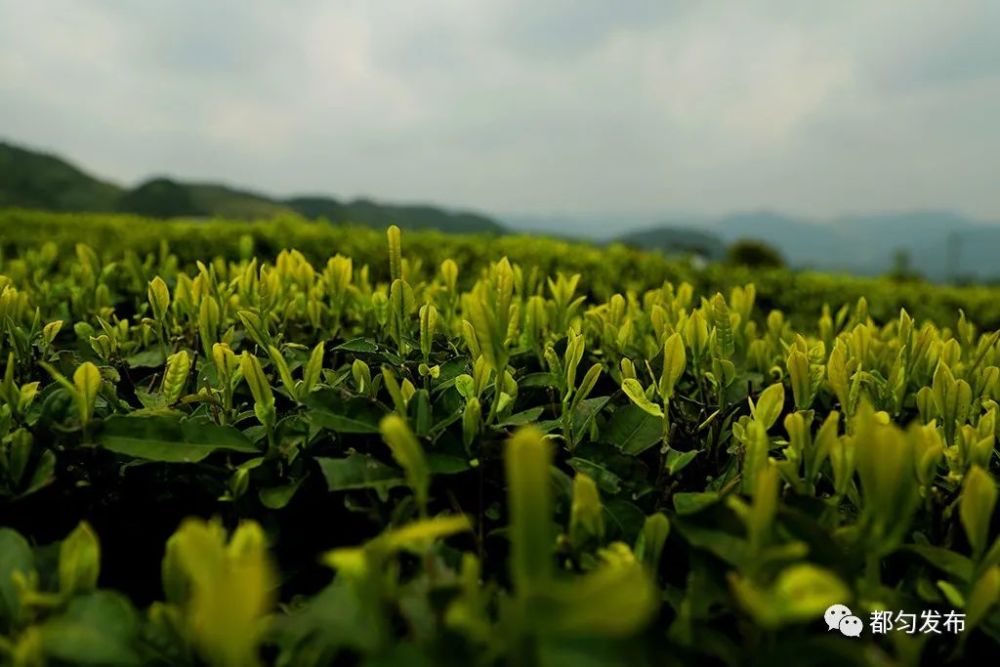 都匀市,都匀毛尖,茶叶,张子全,毛尖镇,茶山