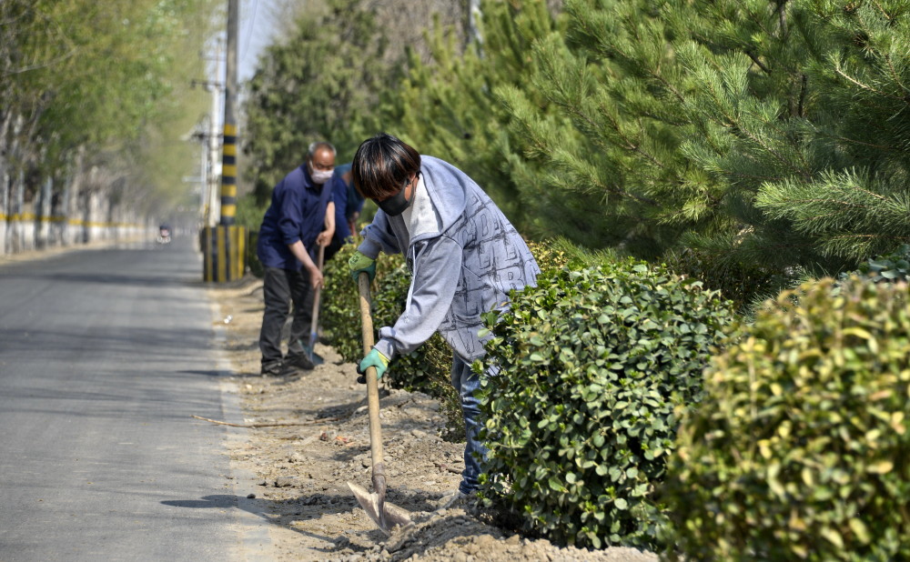 4月6日,北京市大兴区青云店镇农民在道路旁种植绿化树木和灌木.