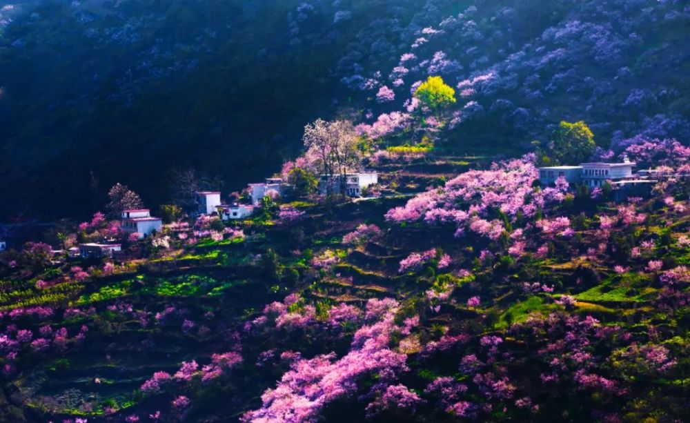 贵州盘江大峡谷隐秘的桃花源——营盘桃花谷