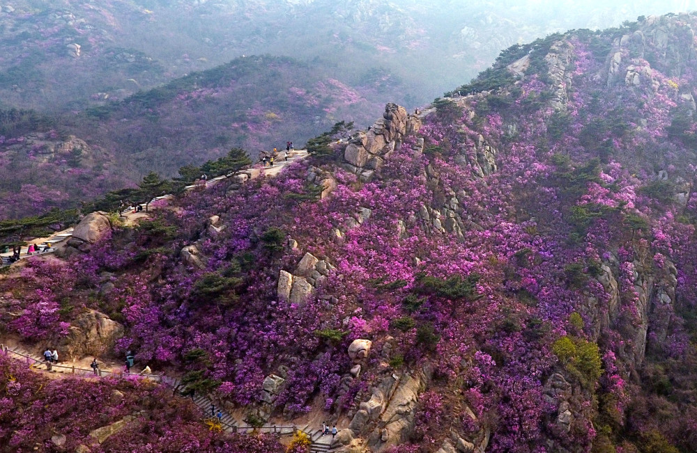 青岛大珠山:杜鹃花海漫山绽放