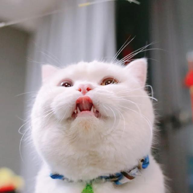 超可爱的喵星人和汪星人头像,太招人喜欢的猫咪和狗狗