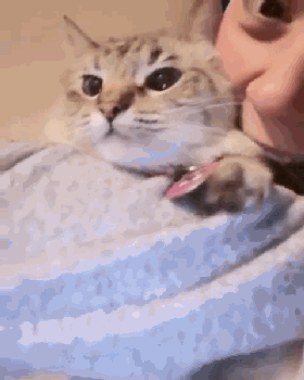 猫咪让铲屎官闻屎味儿,铲屎官让猫闻榴莲