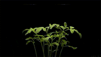 二,绿色植物对阳光的反应;万物生长靠阳光.一,蝌蚪变成青蛙的过程.