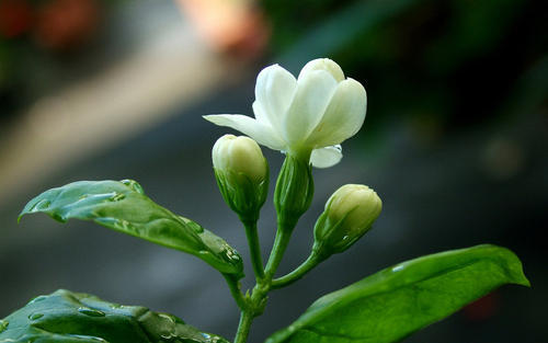 茉莉开花后,花香四溢,茉莉花新芽能在太阳下晒吗?