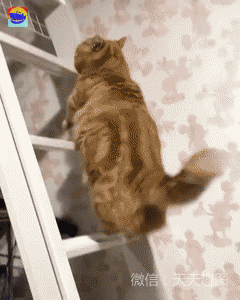 壁纸 动物 猫 猫咪 小猫 桌面 240_300 竖版 竖屏 手机 gif 动态图 动