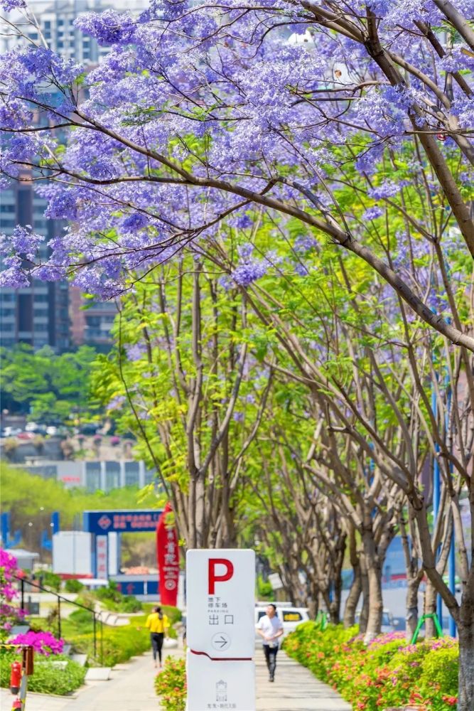 攀枝花市,蓝花楹树,蓝花楹,苏波,王东,周良