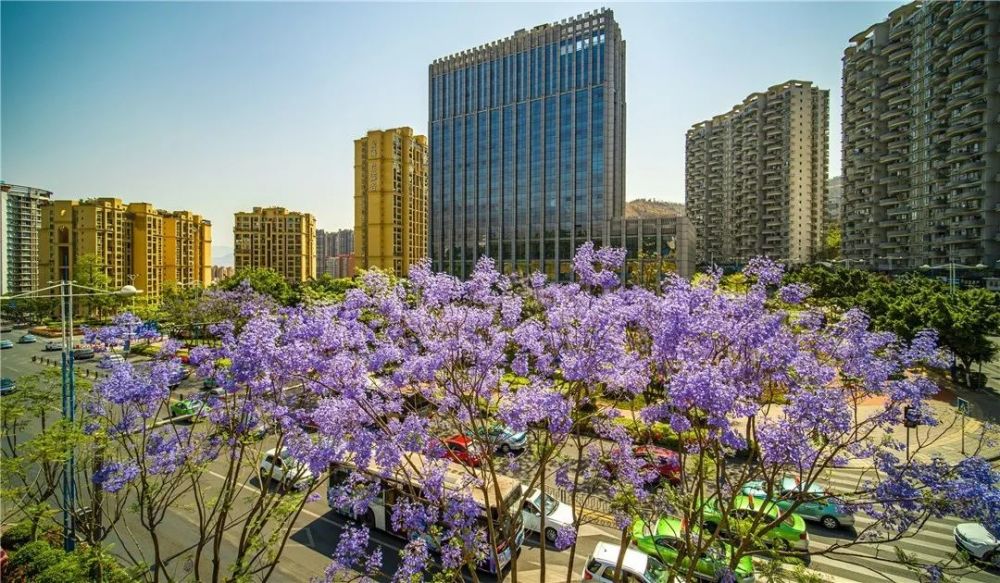 攀枝花市,蓝花楹树,蓝花楹,苏波,王东,周良