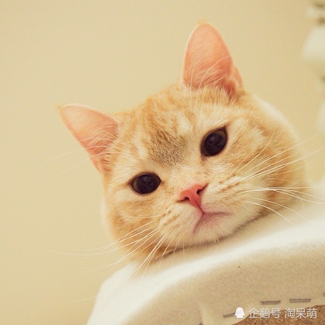 我是一只喵星人,一只可爱的小瘦橘,不是你们想象中的那种大肥猫