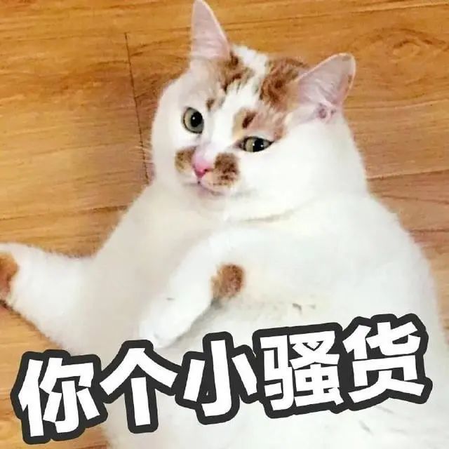 猫咪斗图表情包合集
