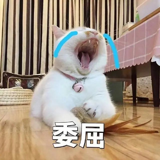 猫咪斗图表情包合集