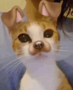 橘猫第一次见到滤镜中的自己反应超可爱咋还变异了呢