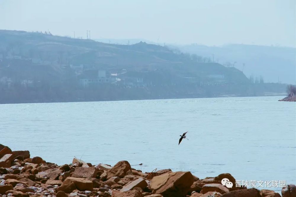 保德:黄河滩涂话石头