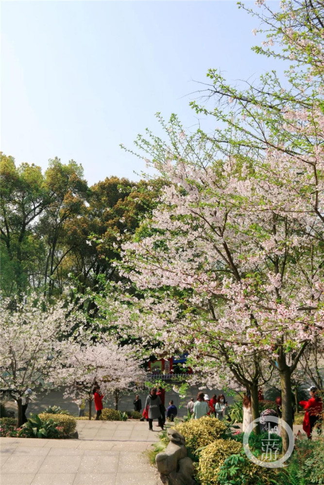 南山植物园樱花花期首次延长两周以上