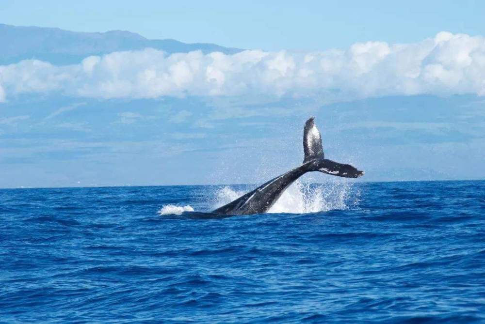 鲸鱼母子向人类求救,当人们看清鲸鱼身体后,眼眶瞬间湿润了!