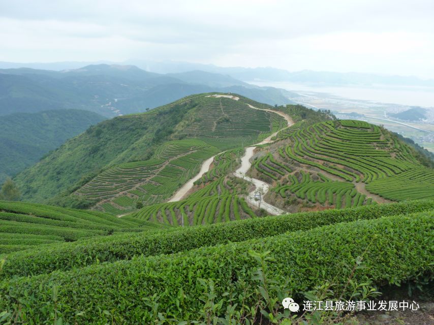 连江县,茶山,长龙镇,茶园