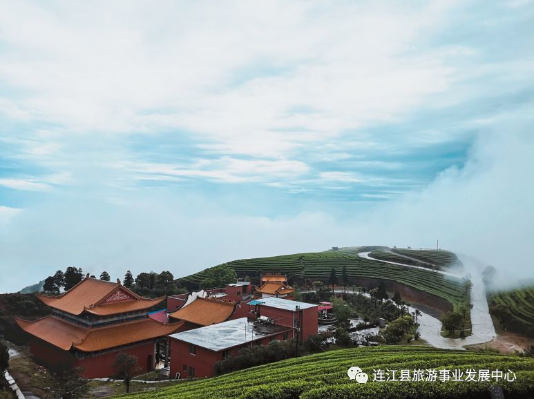 连江县,茶山,长龙镇,茶园