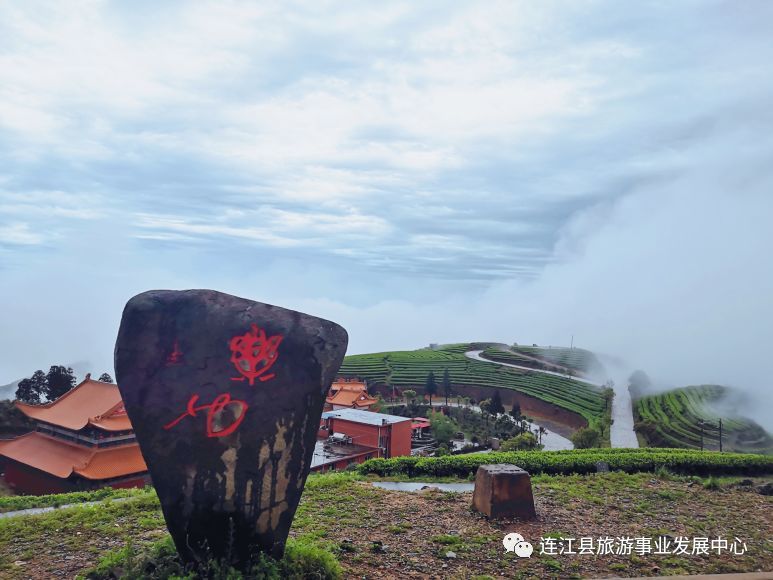 连江县,茶山,长龙镇,茶园