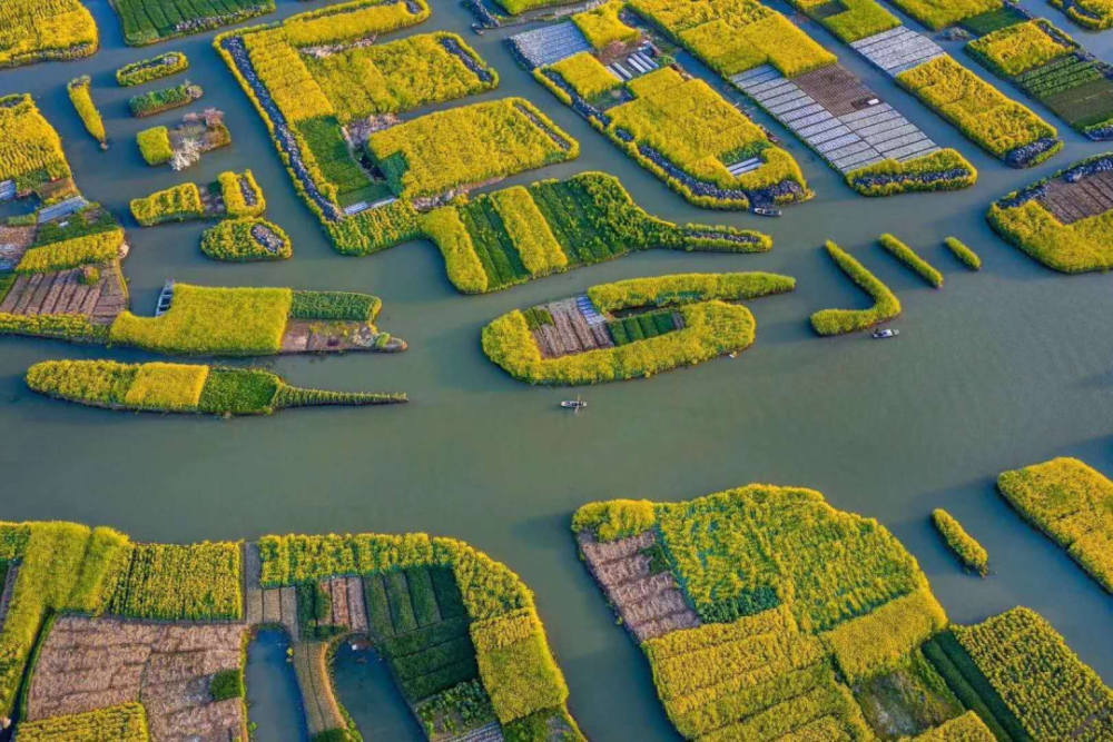 兴化旅游景区:千垛菜花 徐马荒