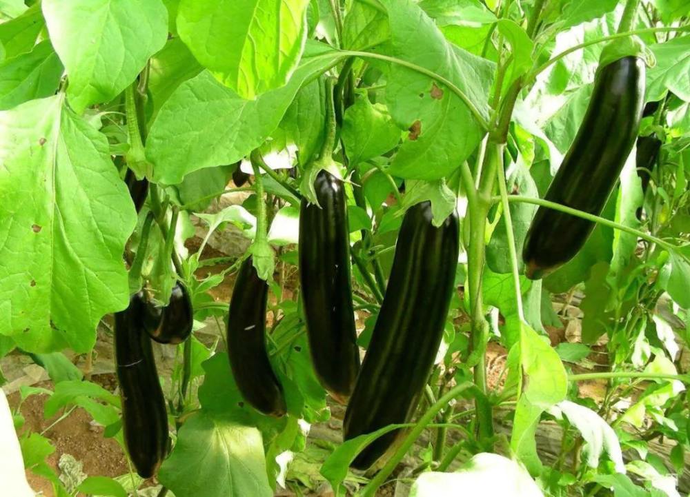 茄子种植需要注意什么?专家教你按生长周期管理,高产又好吃
