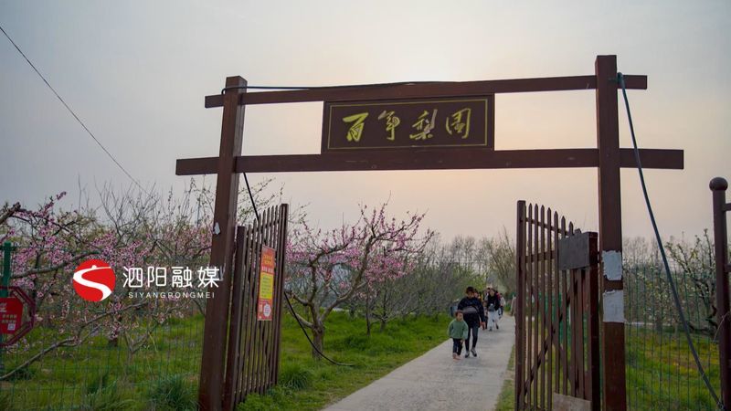 泗阳百年梨园花开正盛,观光农业与乡村旅游迎来大联姻