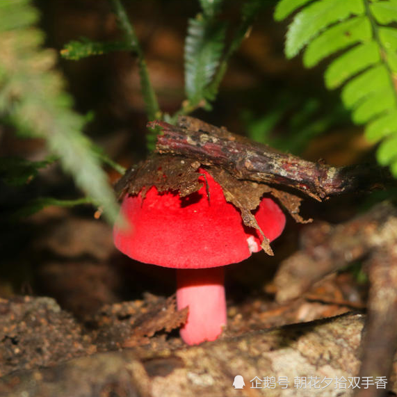大家好,本文小编给大家说的不是野草类,而且山里长的另外一种野味