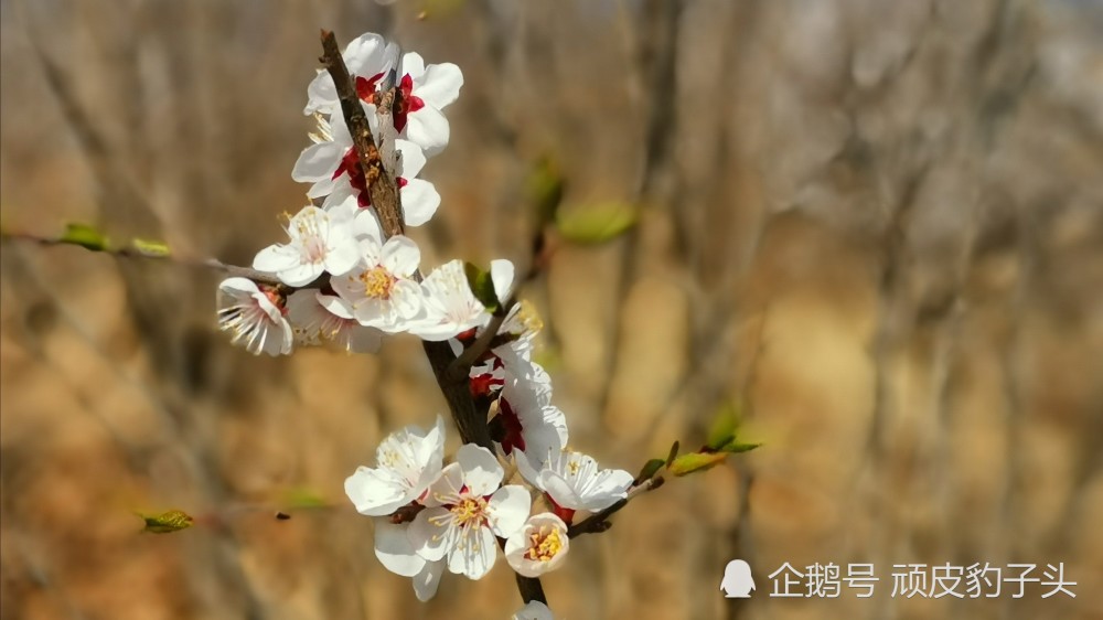 每年的四月,村里的山上都开满杏花,一片连着一片,美丽