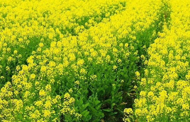 壁纸 成片种植 风景 植物 种植基地 桌面 620_400 gif 动态图 动