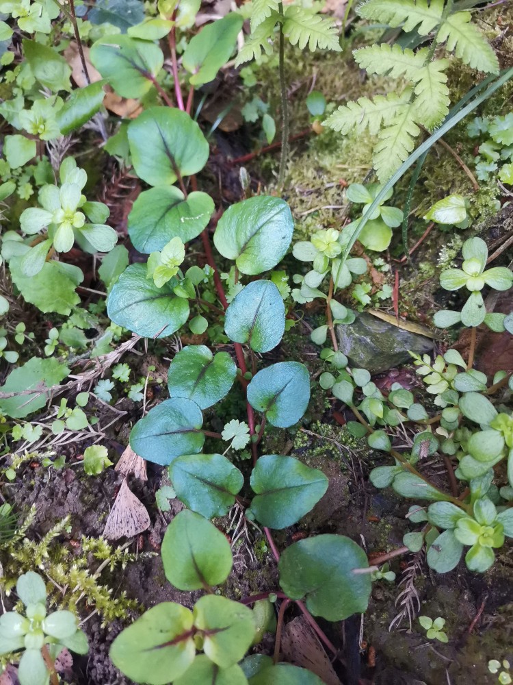 峨眉山野生药材系列——金钱草