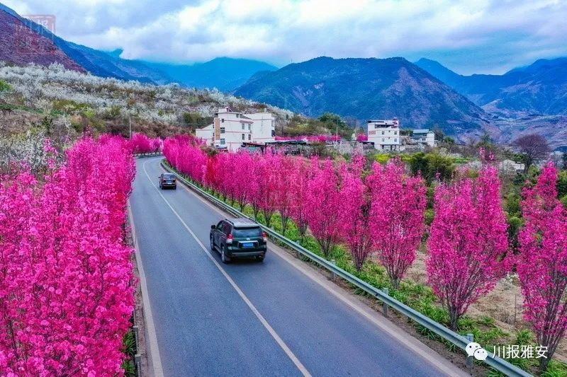 梨花,桃花,鸽子花……荥经,汉源,石棉……在这条线路上的花海,从春日