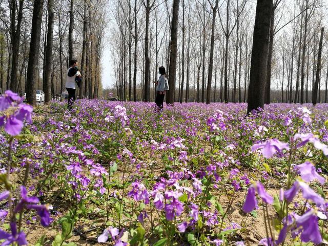 河南民权:申甘林带花海醉游人