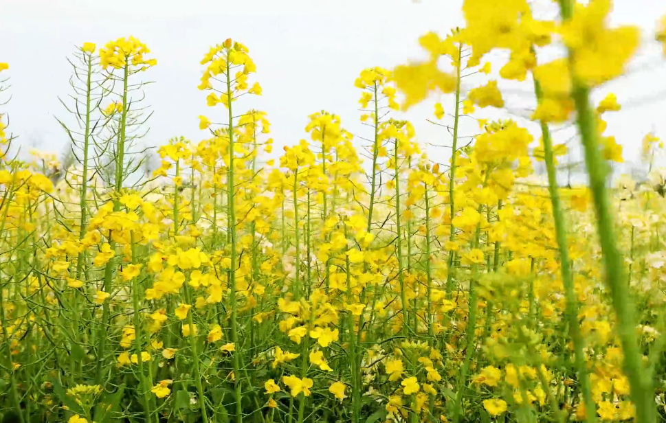 油菜花,油菜