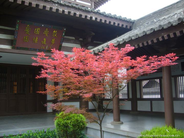 红枫,叶子,季红,日本,槭树,鸡爪槭