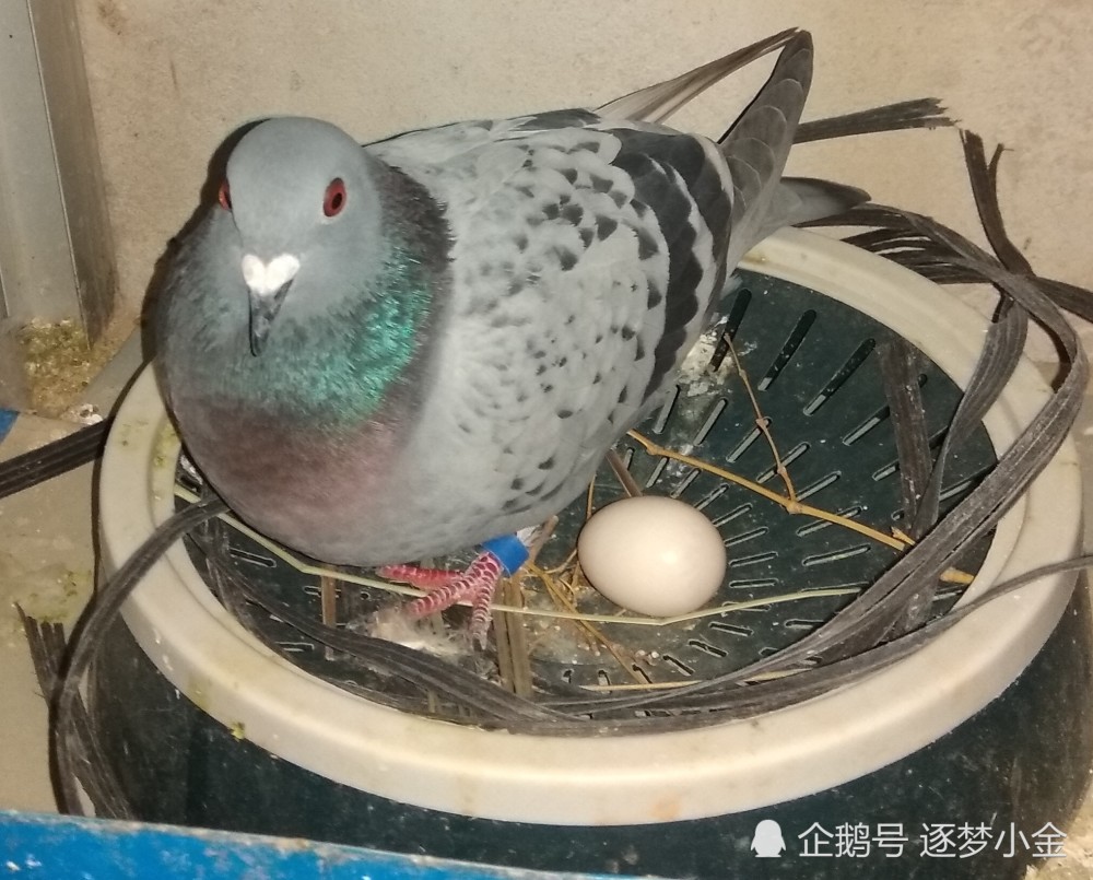 一只正在下蛋的浅雨点母信鸽