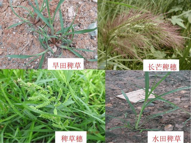 农田中常见杂草 你认识多少种?