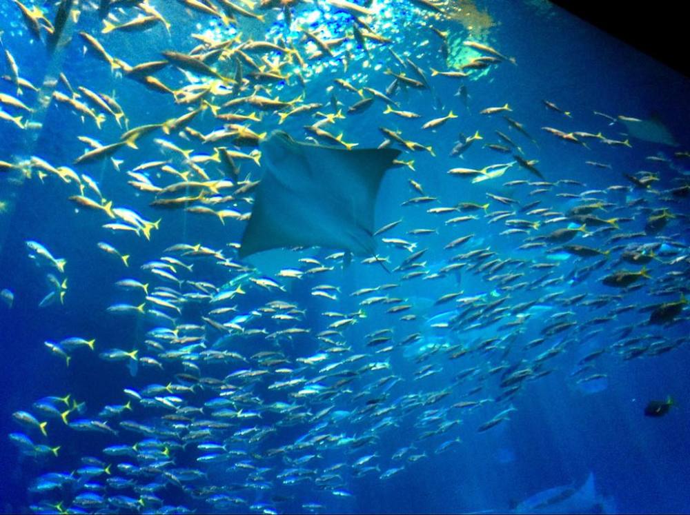 水族馆不明生物生吞一条鱼,下一秒画面不敢看,镜头拍下全过程