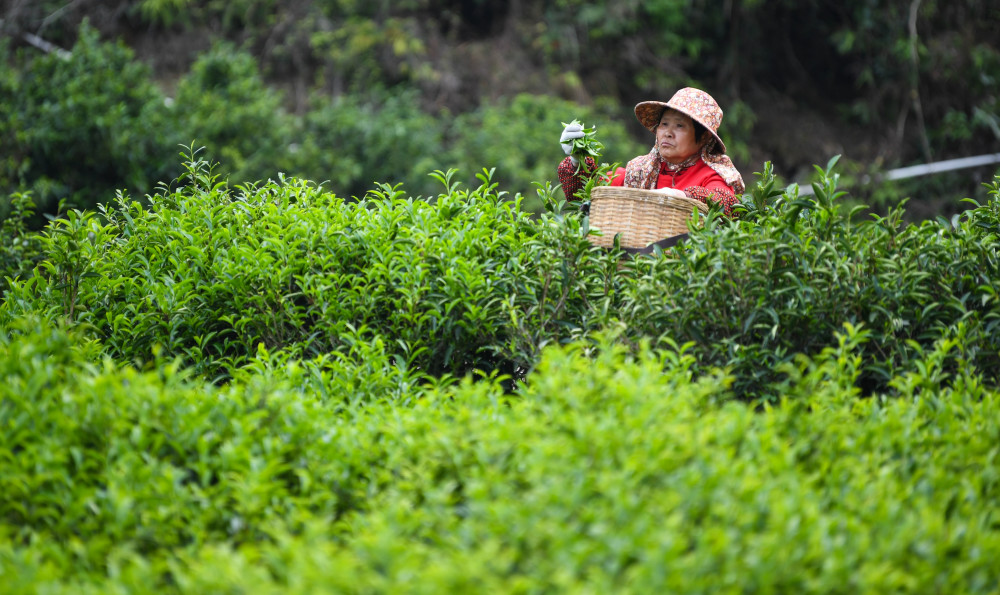 广东潮州:凤凰春意暖 茶乡复工忙