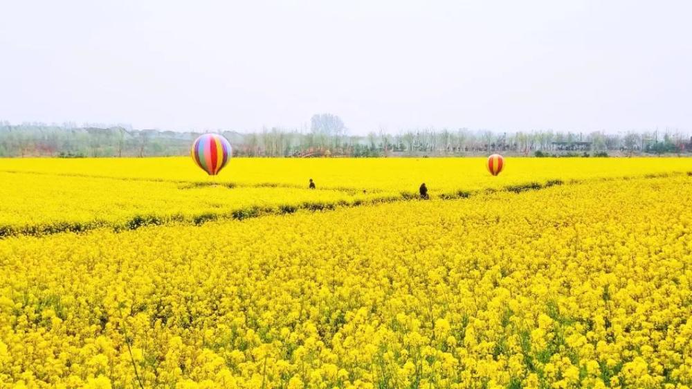 油菜花海,油菜花,花仙子风景区,春风,萌水镇,田野,金灿灿,章丘区,周村