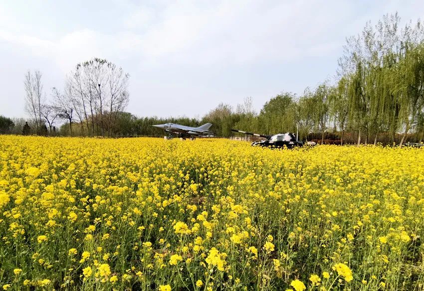 油菜花,油菜花海,花仙子风景区,春风,萌水镇,田野,金灿灿,章丘区,周村