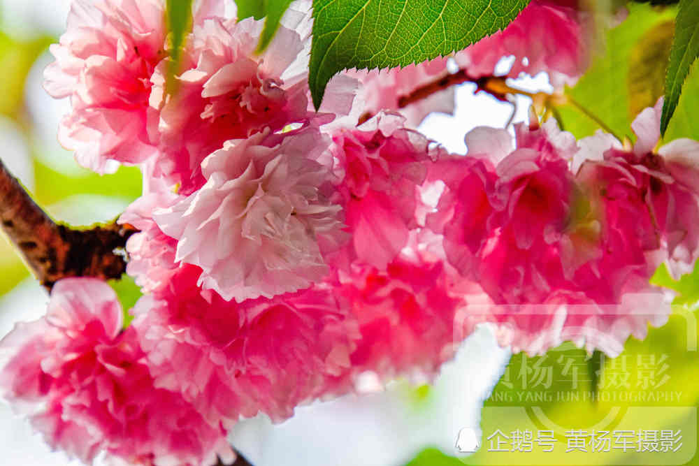 樱花盛开的美丽春天,绿叶中娇美动人的花朵