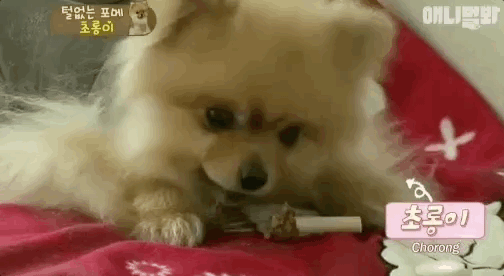 狗狗,铲屎官