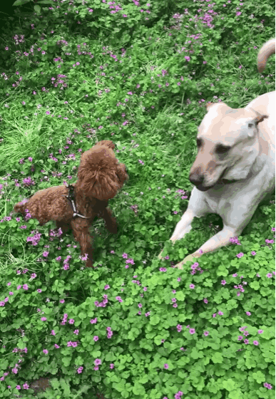 但却是嬢嬢们的寂寞伴侣养猫的人渴望自由养狗的人喜欢热情养泰迪的嬢