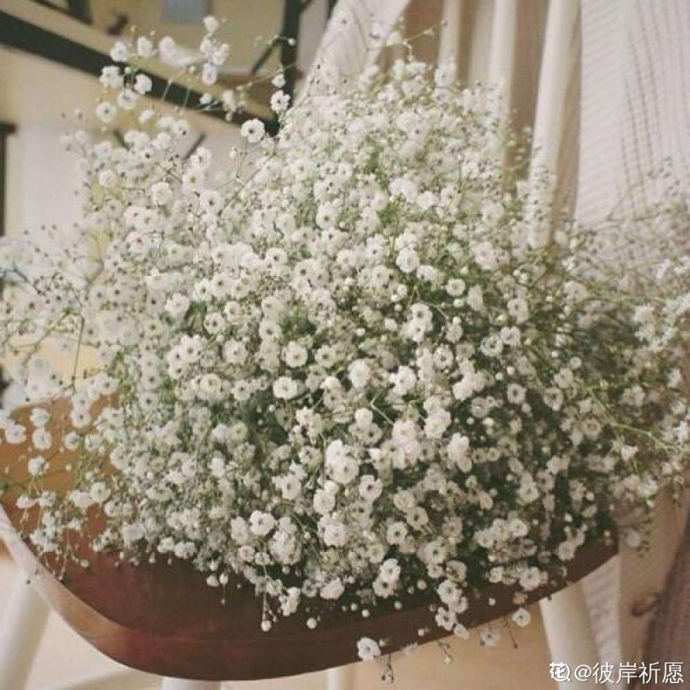 花友们,你有没有养过满天星?