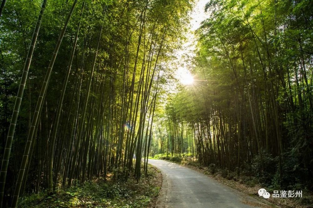 然而千百年来,竹子的经济属性也根深蒂固地进入到中国人的生活当中