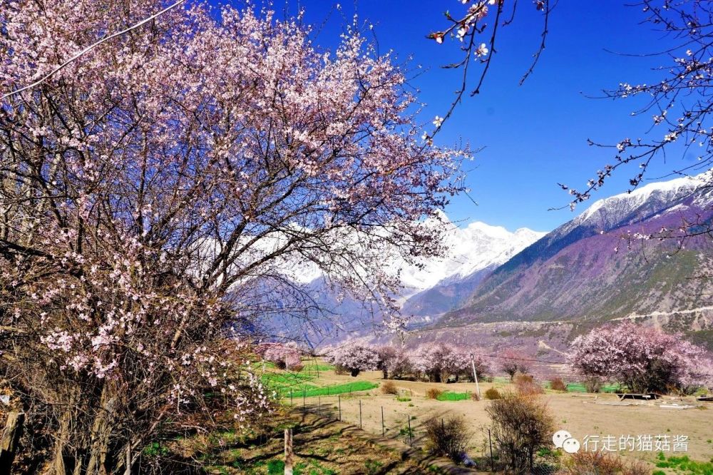 林芝桃花,索松村,西藏旅游