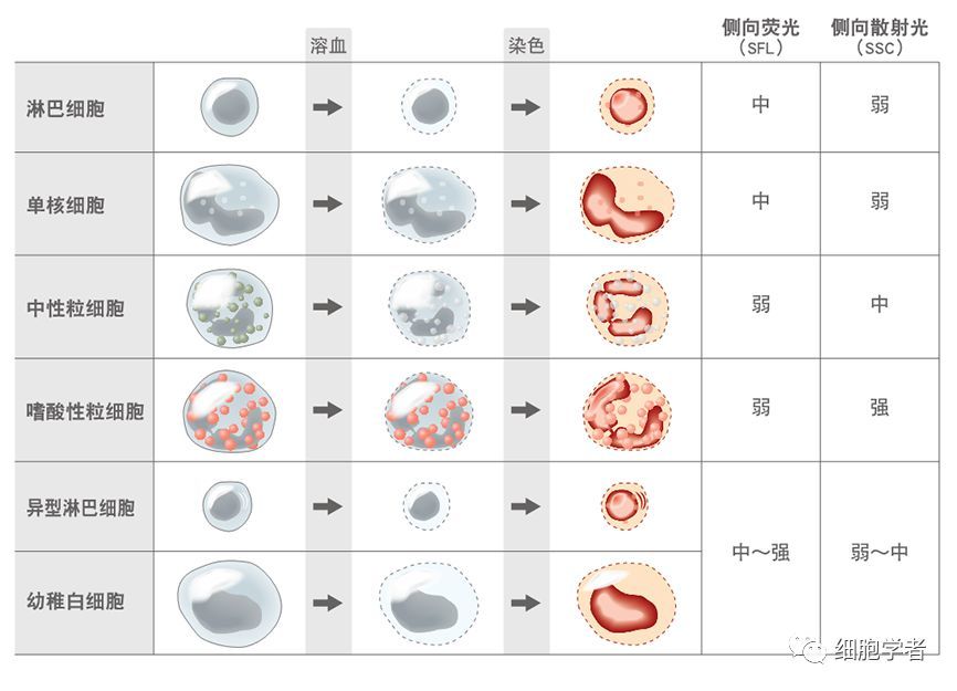 进行白细胞的计数,分类为淋巴,单核,中性粒,嗜酸性粒细胞,并提示异常