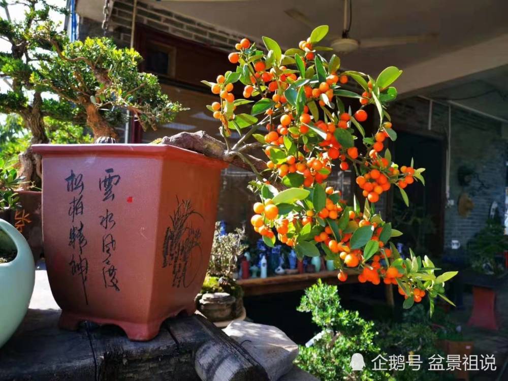 金豆,植物,盆景