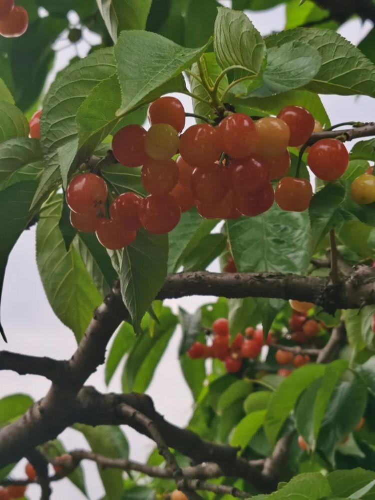 四月最美的甜蜜,藏在简阳樱桃沟