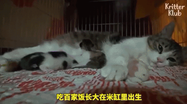 如果决定养猫就一定要好好待它,不要养了觉得麻烦又遗弃,让猫咪受到