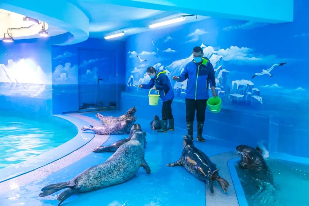 海豹,青岛海底世界,海狮,青岛水族馆